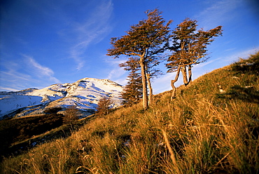 Volcano and wind swept trees, Lake District, Puyehue National Park, southern Chile, Chile, South America