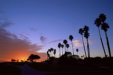 Palm trees in silhouette in park on bluff overlooking the Pacific Ocean, Santa Barbara, California, United States of America (U.S.A.), North America