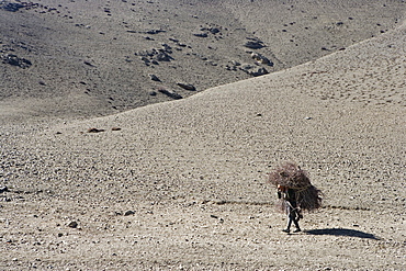 Woman carrying firewood, on the Annapurna circuit trek just west of Jharkot. Easter 2005, Nepal, Asia