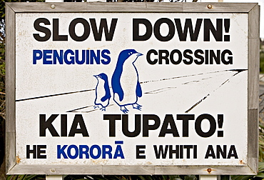 Sign warning drivers about penguins in the road, Wellington, North Island, New Zealand, Pacific