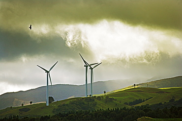 Wind turbines and soaring bird of prey, Ruahine ranges, Manawatu, North Island, New Zealand, Pacific