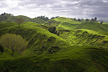 Sheep pasture in rural Manawatu, North Island, New Zealand, Pacific