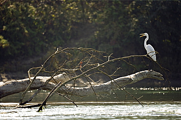 Intermediate egret, Mesophoyx intermedia, Royal Chitwan National Park, Terai, Nepal, Asia