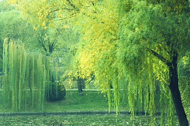 Trees and lake, Purple Bamboo Park, Beijing, China, Asia