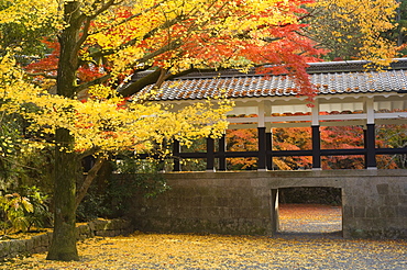 Gingko tree, garden of Nanzenji Temple, Kyoto, Kansai (Western Province), Honshu, Japan, Asia