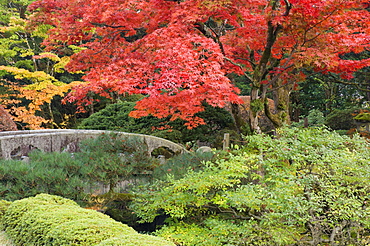 Shojo-en Zen Garden, Nikko, Central Honshu (Chubu), Japan, Asia