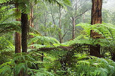 Rainforest, Bunyip State Park, Victoria, Australia, Pacific