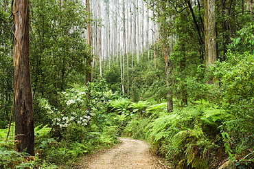 Road through rainforest, Yarra Ranges National Park, Victoria, Australia, Pacific