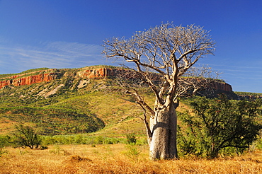 Boab tree and Cockburn Ranges, Kimberley, Western Australia, Australia, Pacific