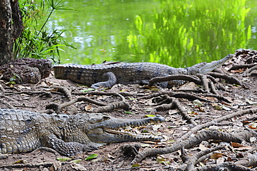 Freshwater crocodiles, Northern Territory, Australia, Pacific