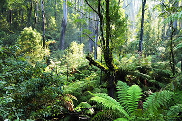 Rainforest, Dandenong Ranges, Victoria, Australia, Pacific