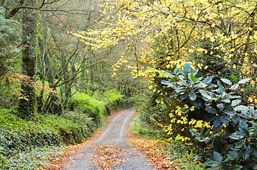 Gravel road in autumn, Dandenong Ranges, Victoria, Australia, Pacific