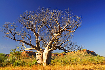 Boab tree and Cockburn Ranges, Kimberley, Western Australia, Australia, Pacific