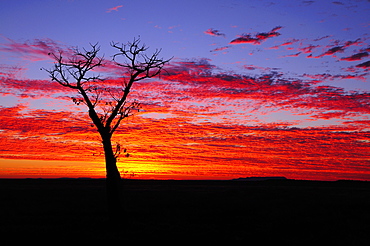 Boab tree at sunrise, Kimberley, Western Australia, Australia, Pacific