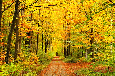 Forest in autumn, Schoenbuch, Baden-Wurttemberg, Germany, Europe 