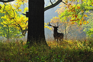 Deer, Favorite Park, Ludwigsburg, Baden-Wurttemberg, Germany, Europe 