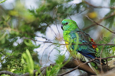 Eastern Rosella, Yarra Bend Park, Melbourne, Victoria, Australia, Pacific