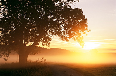 Tree and morning fog, Bavaria, Germany, Europe