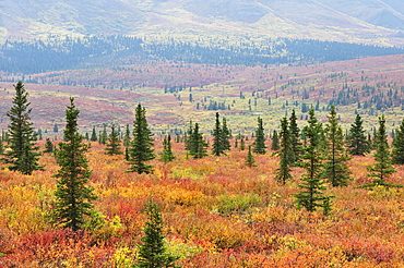 Tundra in fall colors, Denali National Park and Preserve, Alaska, United States of America, North America