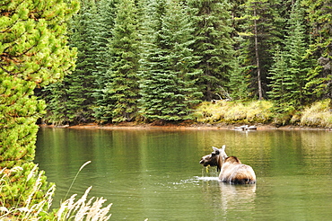 Cow moose feeding in Moose Lake, Jasper National Park, UNESCO World Heritage Site, Alberta, Canada, North America