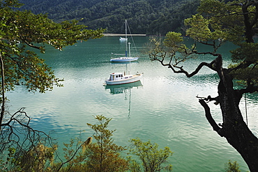 Duncan Bay, Tennyson Inlet, Marlborough Sounds, Marlborough, South Island, New Zealand, Pacific