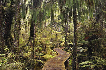 Walkway through Swamp Forest, Ships Creek, West Coast, South Island, New Zealand, Pacific