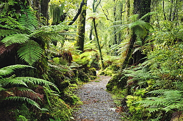 Walkway through Swamp Forest, Ships Creek, West Coast, South Island, New Zealand, Pacific