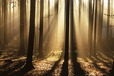 Foggy forest and sunrays, Bayerischer Wald, Germany, Europe