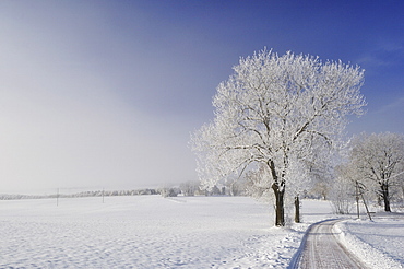 Winter landscape, near Villingen-Schwenningen, Black Forest-Baar (Schwarzwald-Baar) district, Baden-Wurttemberg, Germany, Europe