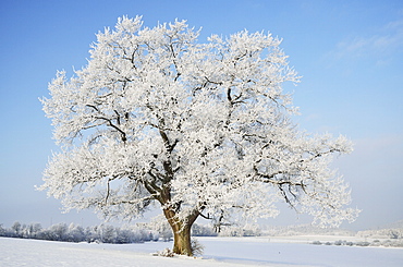 Oak tree, near Villingen-Schwenningen, Black Forest-Baar (Schwarzwald-Baar) district, Baden-Wurttemberg, Germany, Europe