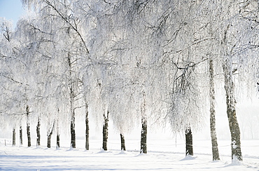 Birch trees with hoarfrost, near Villingen-Schwenningen, Black Forest-Baar (Schwarzwald-Baar) district, Baden-Wurttemberg, Germany, Europe