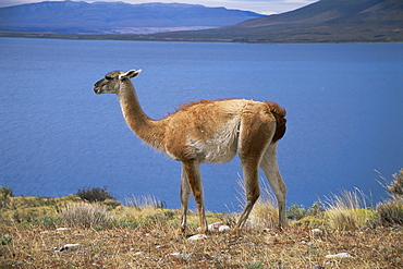 Guanaco (llama), Lago Sarmiento, Patagonia, Chile, South America