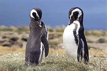 Magellan penguins, Patagonia, Chile, South America