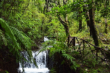 Rainforest, Queimadas, Madeira, Portugal, Atlantic Ocean, Europe