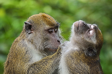 Macaques, Sabah, Borneo, Malaysia, Southeast Asia, Asia