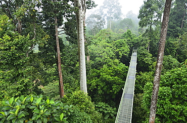 Canopy Walkway, Sepilok Rainforest Discovery Center, Sabah, Borneo, Malaysia, Southeast Asia, Asia