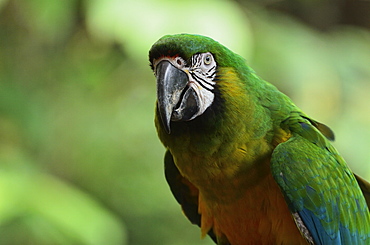 Portrait of Macaw, Lok Kawi Wildlife Park, Sabah, Borneo, Malaysia,Southeast Asia, Asia