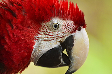 Portrait of Macaw, Lok Kawi Wildlife Park, Sabah, Borneo, Malaysia,Southeast Asia, Asia