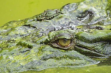 Saltwater (estuarine) crocodile (Crocodylus porosus), Sarawak, Borneo, Malaysia, Southeast Asia, Asia