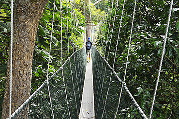 Canopy walk, Taman Negara National Park, Pahang, Malaysia, Southeast Asia, Asia