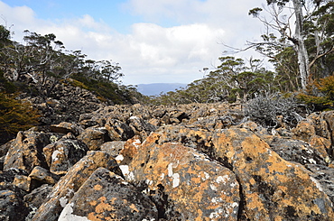 Moraine, Mount Field National Park, UNESCO World Heritage Site, Tasmania, Australia, Pacific