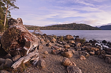 Shore of Lake St. Clair, Cradle Mountain-Lake St. Clair National Park, UNESCO World Heritage Site, Tasmania, Australia, Pacific