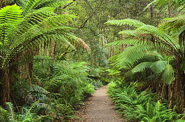 Footpath through Temperate Rainforest, Strahan, Tasmania, Australia, Pacific