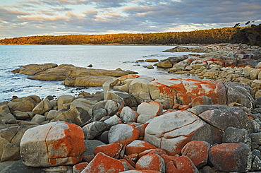 Red lichen on Rocks, Bay of Fires, Bay of Fires Conservation Area, Tasmania, Australia, Pacific