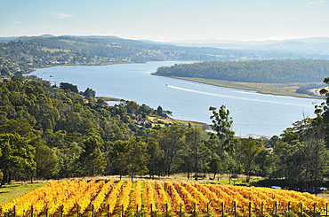 River Tamar, Tamar Valley, Tasmania, Australia, Pacific