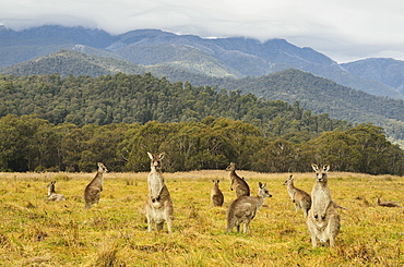 Eastern grey kangaroos, Geehi, Kosciuszko National Park, New South Wales, Australia, Pacific