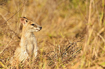 Agile wallaby, Tyto Wetlands, Ingham, Queensland, Australia. Pacific