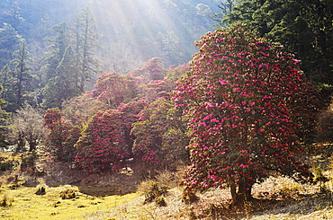 Rhododendron forest, near Titi, Annapurna Conservation Area, Dhawalagiri (Dhaulagiri), Western Region (Pashchimanchal), Nepal, Asia