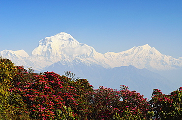 Rhododendron and Dhaulagiri Himal seen from Poon Hill, Annapurna Conservation Area, Dhawalagiri (Dhaulagiri), Western Region (Pashchimanchal), Nepal, Himalayas, Asia