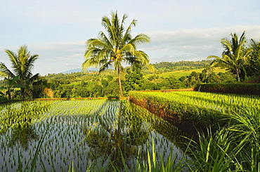 Rice fields, Senaru, Lombok, Indonesia, Southeast Asia, Asia